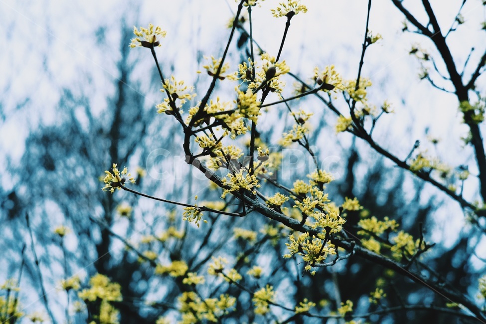 산수유,봄,꽃,yellow,flower,개화