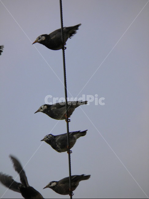새,자연,아름다운,풍경,자연적인,동물,animal,조류,새,birds