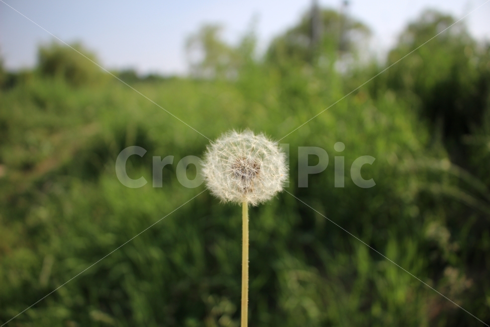 민들레,민들레홀씨,자연,식물,홀씨,공원,색감,식물,자연,plants,nature,꽃,flower