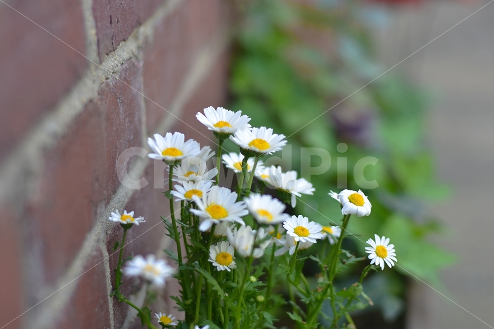 풍경,사진,자연,식물,꽃,식물,자연,plants,nature,꽃,flower