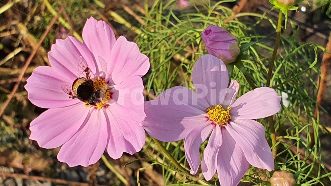 bee,벌,동물,식물,코스모스,꽃,식물,자연,plants,nature,꽃,flower