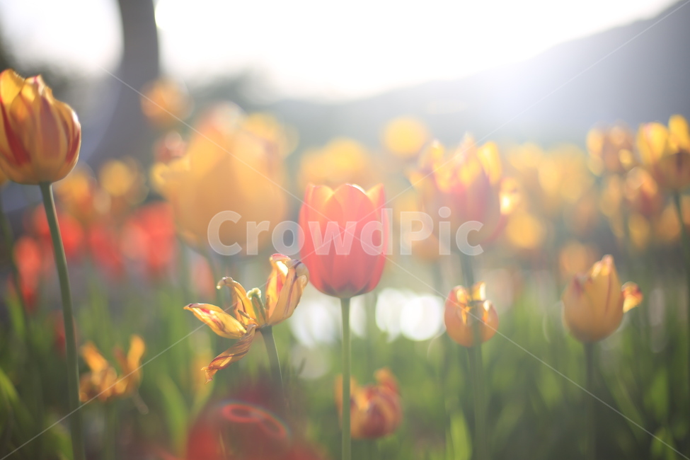 봄,꽃,튤립,연지공원,햇살,꽃말,봄,계절,spring,season,식물,자연,plants,nature,꽃,flower,감성,sensible,feeling,휴식,힐링,rest,relaxation,healing,plant