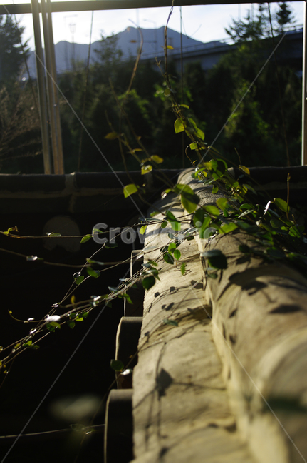 넝쿨,잎,자연,nature,식물,plant,식물,자연,plants,nature