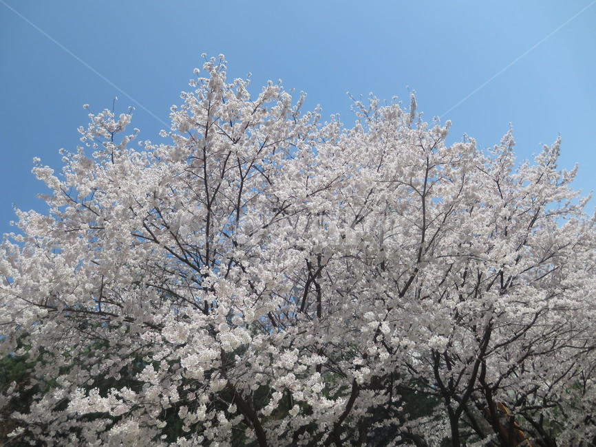 white flower,Cherry Blossom,cherryblossom,flowering,springseason,spring,spring flowers,sensiblefeeling,mountain,plants,sight,season,wood,Emotion,park,sky,blossom,nature,clear,tree,picnic,full bloom,flower,Eco,warm,blue,background,plant,walk