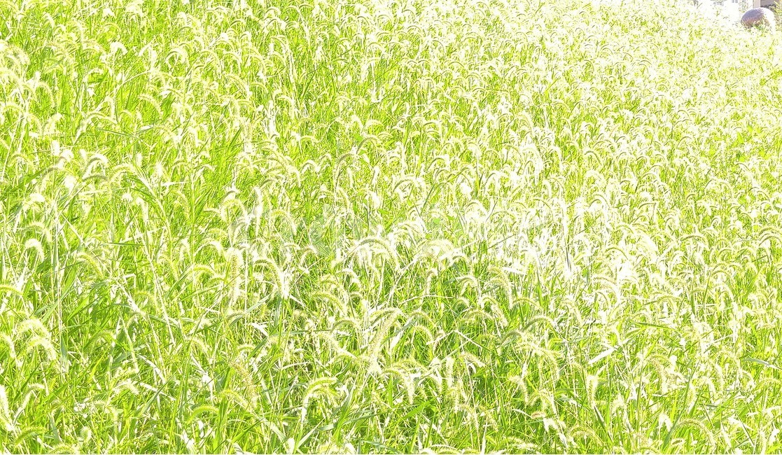 강아지풀,역광,풍경,잡초,강둑