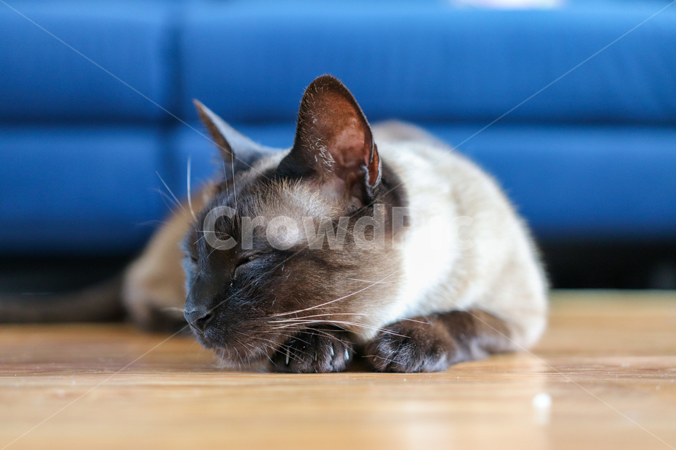 고양이,샴,샴고양이,반려동물,감성,동물,animal,포유류,mammal,고양이,cat,kitten,kitty