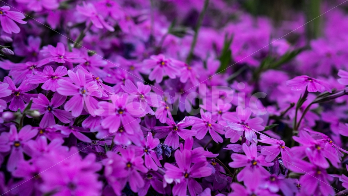 꽃잔디,꽃,봄,봄꽃,꽃잎,꽃무리,flower,식물,자연,plants,nature,꽃,flower