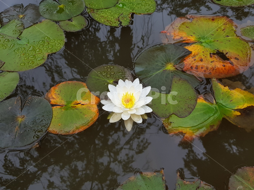 수련,수련꽃,꽃말청순한마음,nymphaeatetragona,여름꽃,잠자는연꽃,비오는날수련,연못수련,꽃