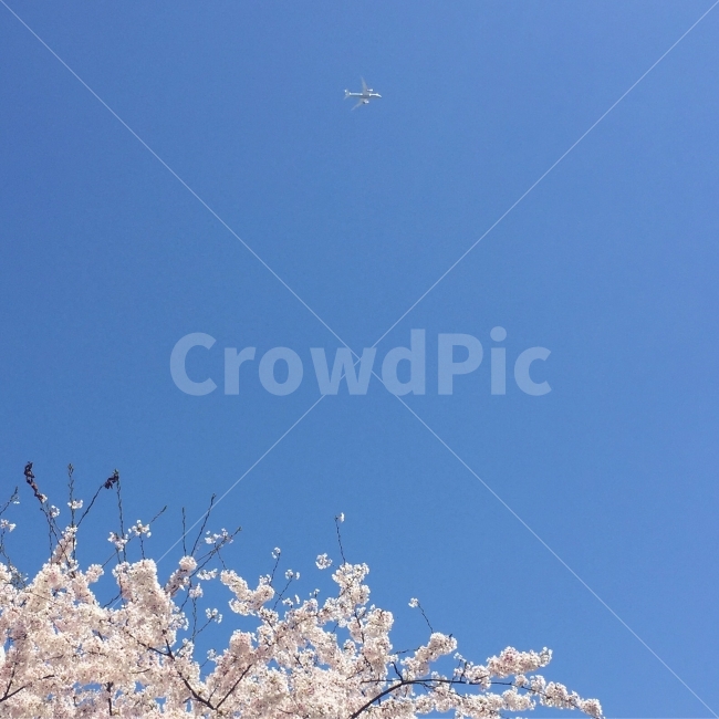 벚꽃,봄,비행기,하늘,맑음,봄,계절,spring,season,자연,풍경,nature,landscape,식물,plants,꽃,flower,교통,교통수단,traffic,transportation,plant