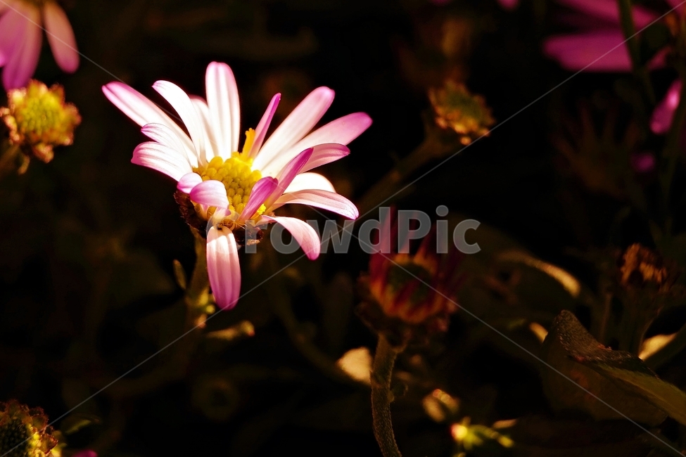 꽃,자연,아름다움,식물,nature,bloom,plant,beautiful,flower,식물,자연,plants,nature,꽃,flower