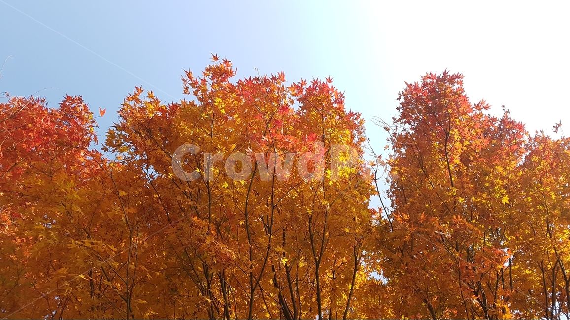 가을,단풍,자연,단풍나무,낙엽,maple,단풍잎,풍경,landscape,nature,가을단풍,계절,fall,autumn,season,식물,plants,trees,나무,가을,계절,fall,autumn,season,자연,풍경,nature,landscape,식물,plants,나무,trees,wood,tree,plant,leaf,잎