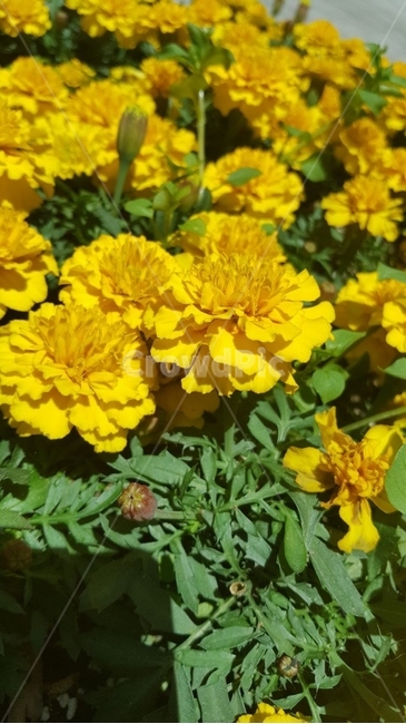 꽃,노란꽃,접사,햇빛,자연