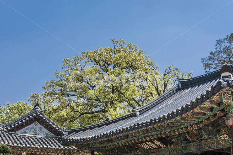 신륵사,기와,선,문화유산,전통가옥,사찰,한국전통,한국문화,korean traditional,korean culture,건축물,건물외관,exterior,building,structure,architecture,construction