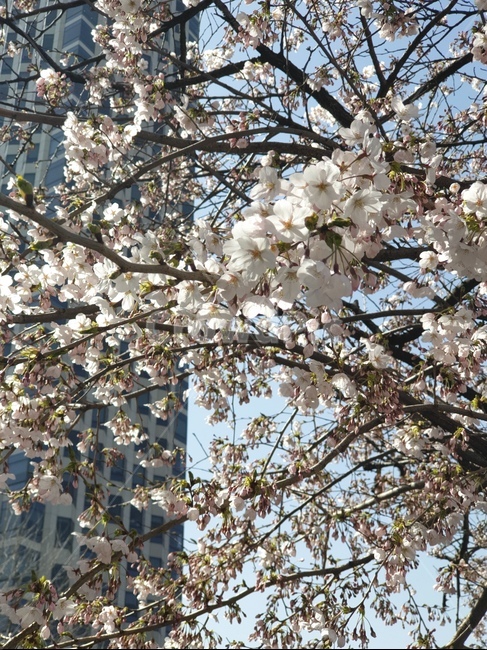 벗꽃,봄,flower,spring,cherryblossom,나무