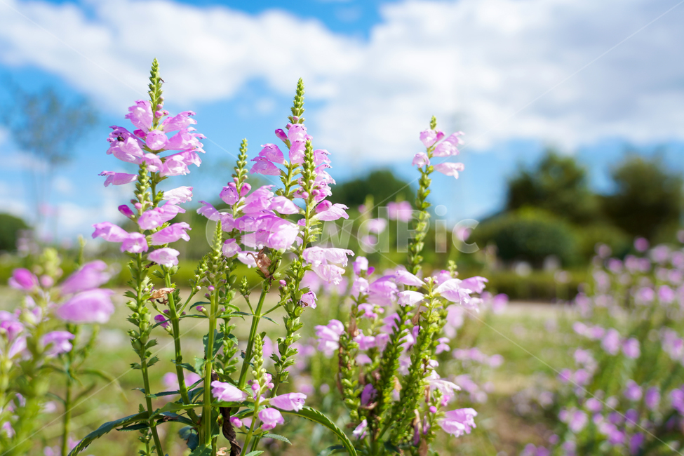 꽃,구름,하늘,blossom,flower,식물,plant