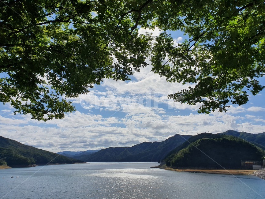 물,식물,nature,자연,나무,경치,자연,풍경,nature,landscape