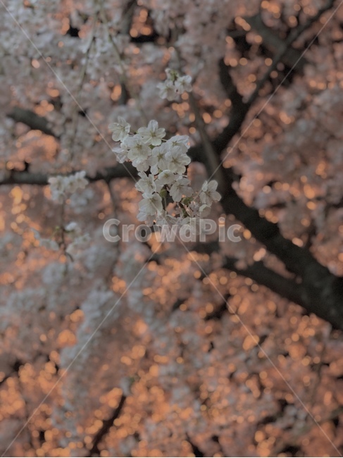 plant,식물,flower,꽃,blossom,자연,벚꽃