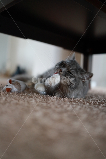 반려동물,고양이,캣,cat,랙돌,페르시안,동물,animal,포유류,mammal,고양이,cat,kitten,kitty