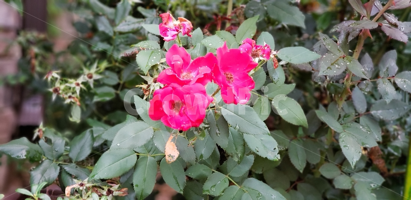 장미,포커스,라이브포커스,자연,빨간색,꽃,로즈,플라워,핫핑크,핑크,분홍색,rose,flowers,livefocus