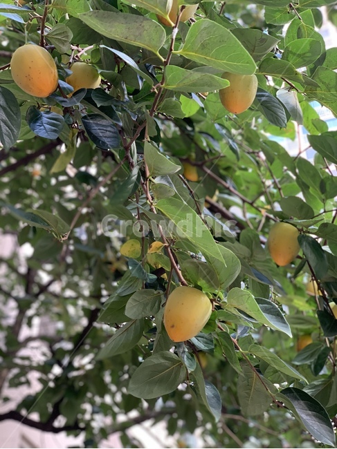 plant,식물,fruit,과일,감,감나무,나무,tree,자연,nature
