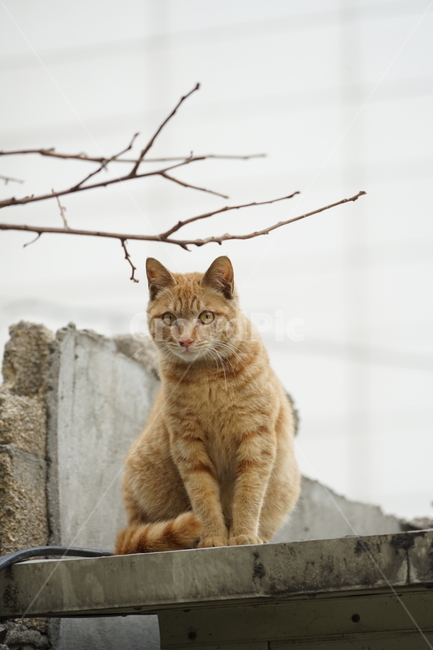 고양이,동물,포유류,길냥이,cat,animal,pet,동물,animal,포유류,mammal,고양이,cat,kitten,kitty
