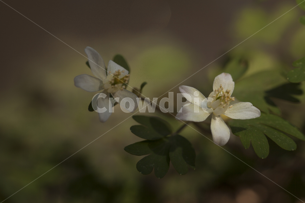 바람꽃,보케,봄꽃,너도바람꽃,새봄,봄,계절,spring,season,식물,자연,plants,nature,꽃,flower,plant