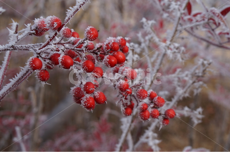 설경,눈,풍경,겨울,자연,겨울,계절,winter,season,식물,자연,plants,nature,과일,열매,fruit