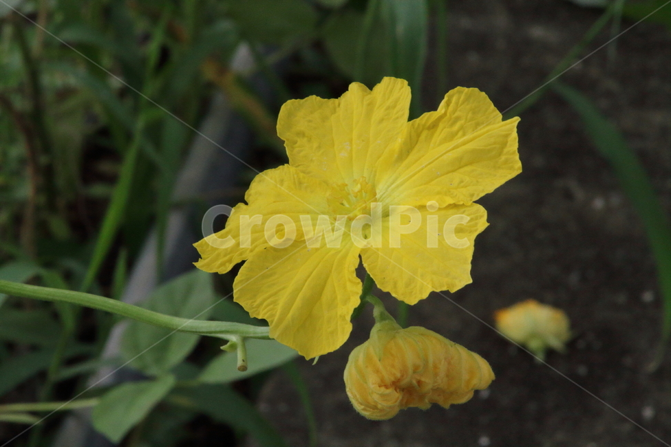 수세미,꽃,식물,노랑,luffacylindrica,수세미꽃,식물,자연,plants,nature,꽃,flower