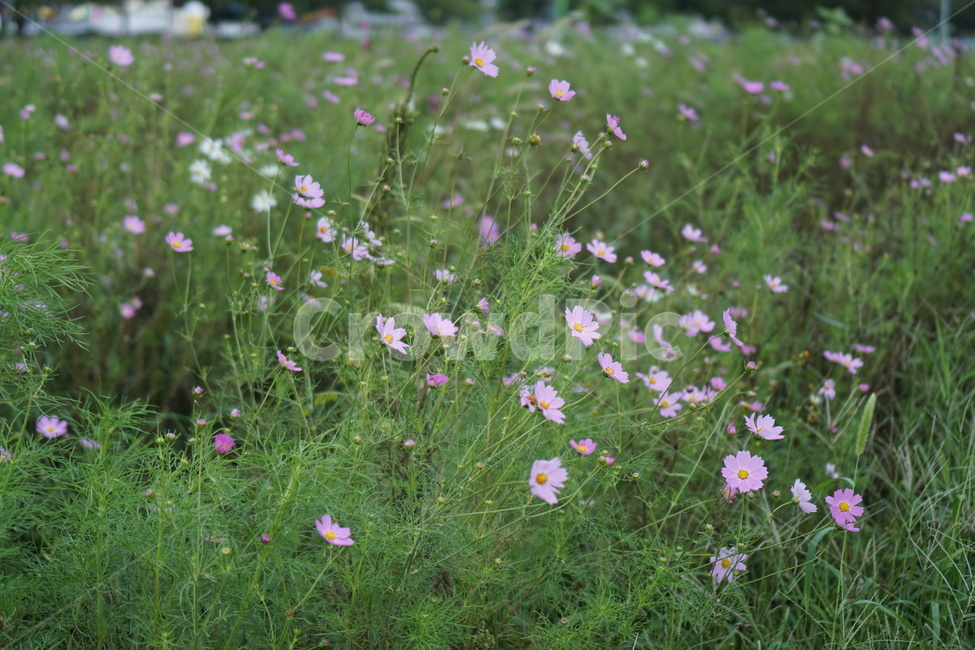 코스모스,가을,꽃,바람,들판,힐링,가을,계절,fall,autumn,season,식물,자연,plants,nature,꽃,flower,plant,anemone,아네모네,blossom,grassland,목초지,outdoors,옥외,field,들,geranium,제라늄