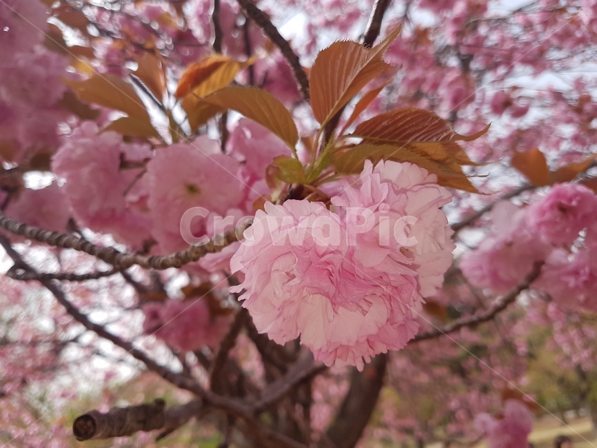 왕벚꽃,겹벚꽃,봄,꽃놀이,이쁨