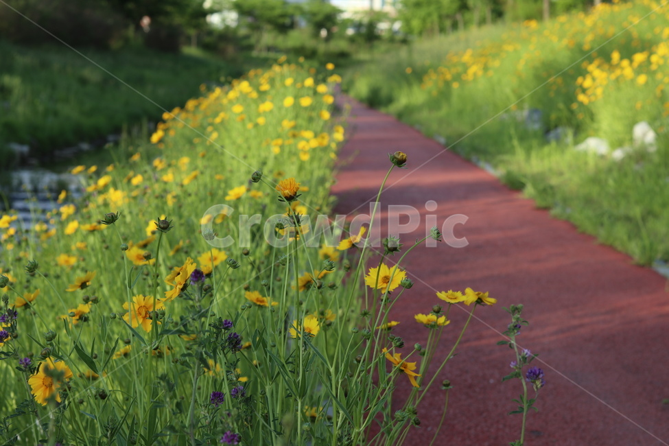 금계국,아침,빛,햇살,봄,풍경,노랑,식물,자연,plants,nature,꽃,flower