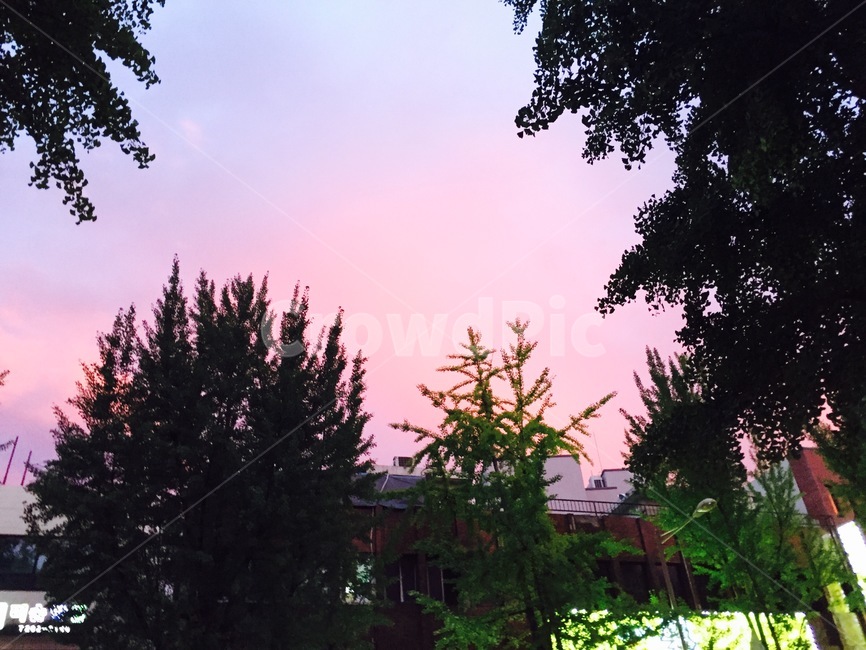 plant,식물,tree,나무,fir,전나무,abies,아비,하늘,sky,colorful,파스텔,pastel,연보라,핑크색