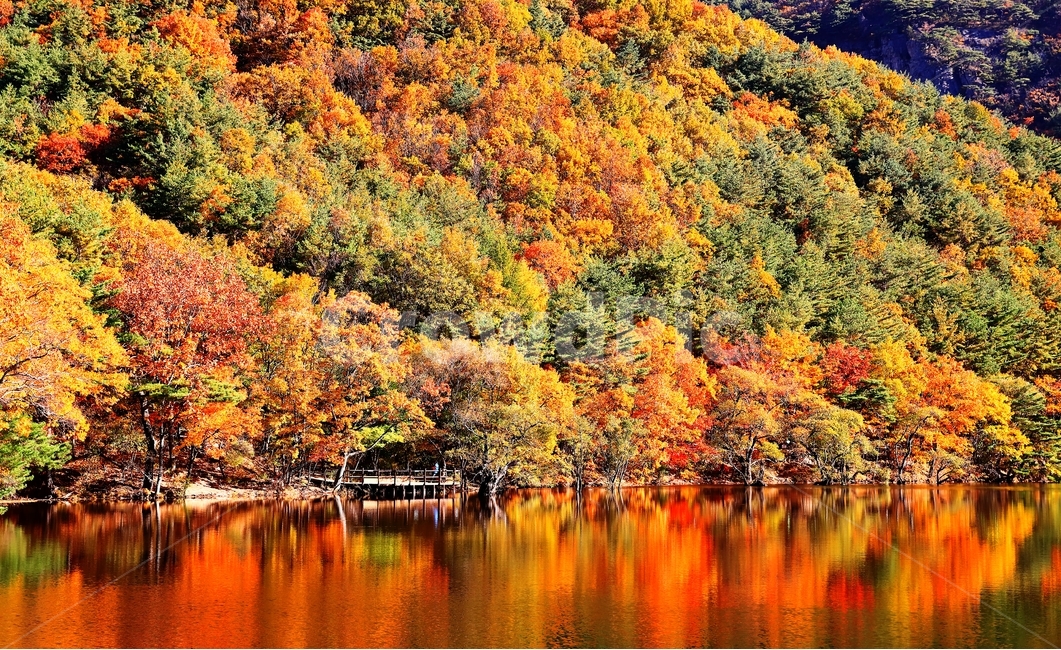 청송,주산지,가을,아침,단풍,가을,계절,fall,autumn,season,자연,풍경,nature,landscape,한국자연풍경,한국자연경관,korea nature landscape,tree,나무,maple,plant,식물,water,물,outdoors,옥외