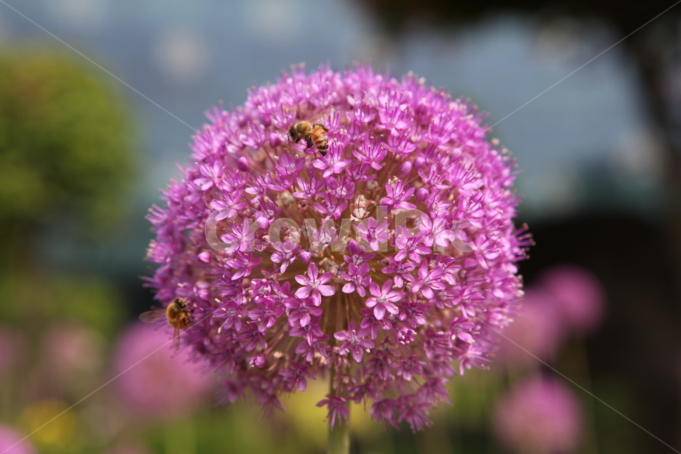 식물,꽃,수목원,여름,flower,식물,자연,plants,nature,꽃,flower,동물,animal,곤충,벌레,insect,bug