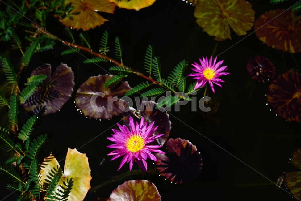 수련,연꽃,연못,식물,수생식물,자연,여름,8월,summer,august,nature,풍경,landscape,플라워,flower,plants,aquaticplant,lotus,pond,waterlily,수련꽃,이파리,잎,수풀,수초,여름꽃,꽃사진,식물,자연,plants,nature,꽃,flower
