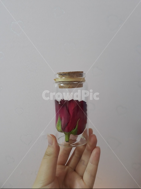 손,유리병,장미,코르크마개,손모양