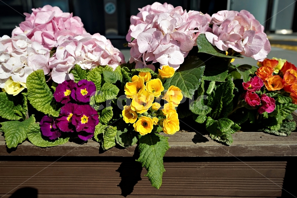 봄,정원,가드닝,원예,원예식물,화려,식물,꽃,garden,scent,healing,bloom,colorful,floral,flower,gardenflowers,happymind,life,nature,plant,spring