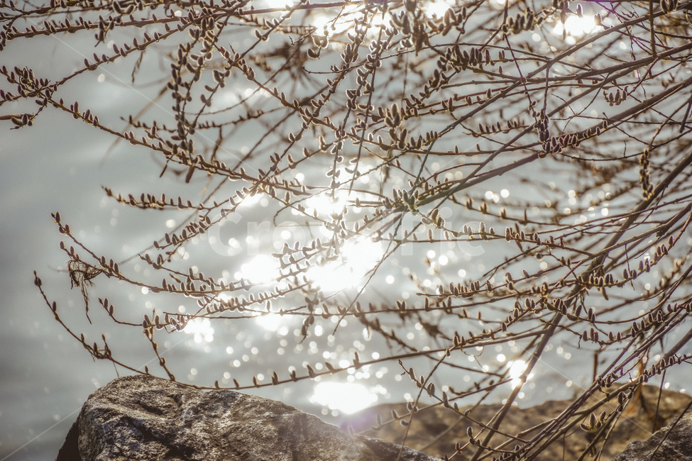 강물,봄,바위,나무,햇빛,light,빛,flare,플레어