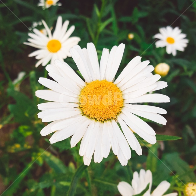 plant,식물,데이지,flower,blossom,꽃,식물,자연,plants,nature,꽃,flower