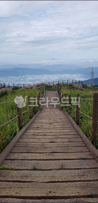 Road,walking path,bridge,boardwalk,park path