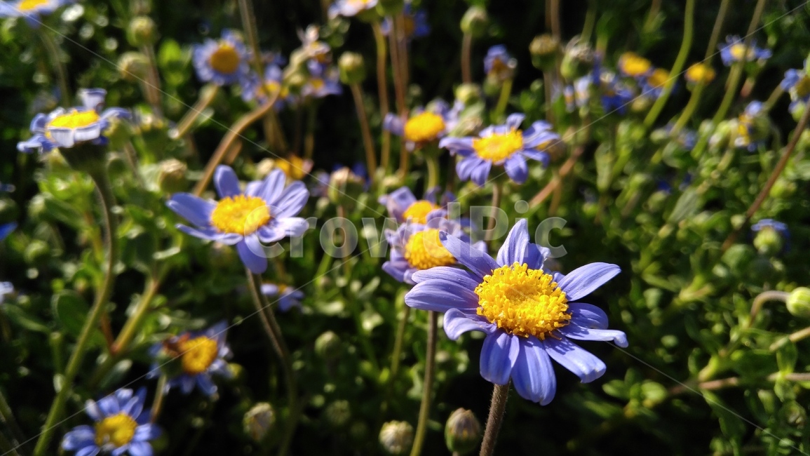 꽃,보라색꽃,보라색,식물,공원,녹색,배경,감성,계절,flowers,purpleflower,purple,plants,pakk,green,background,emotional,season,bloom,floral
