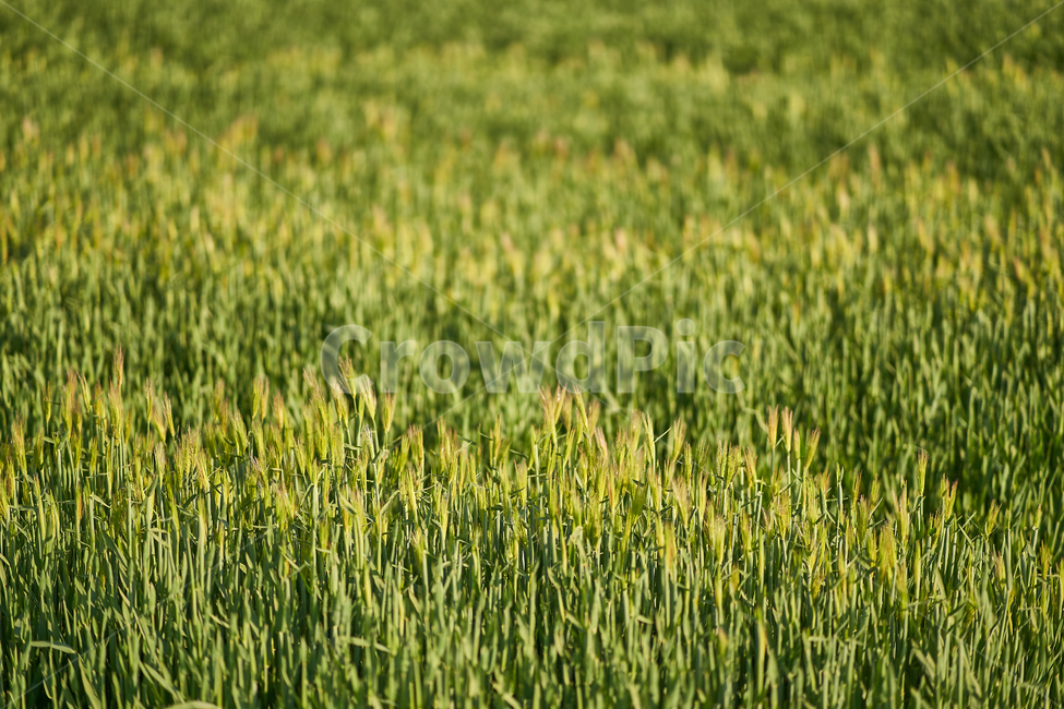 봄,보리,청보리,barley,yard,들