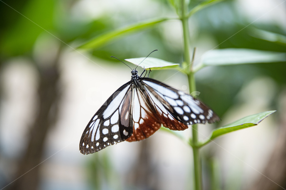 나비,곤충,이화원,식물원,버터플라이,butterfly,동물,animal,곤충,벌레,insect,bug