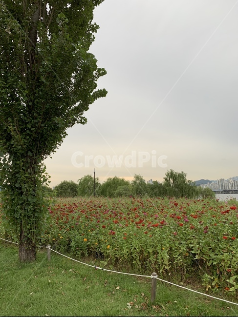 식물,plant,꽃,나무,tree,식물,자연,plants,nature,나무,trees,wood