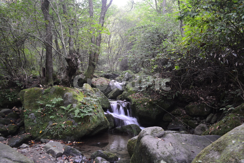 계곡,이끼계곡,자연,산,숲속,자연,풍경,nature,landscape,water,물,outdoors,옥외,stream,흐름,creek,작은 만