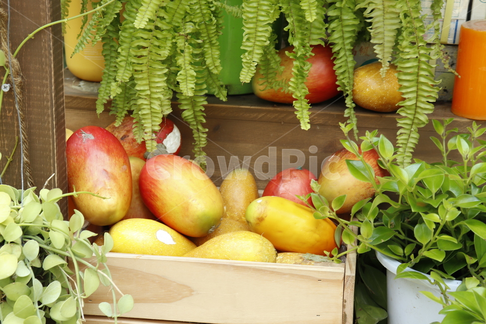 망고,과일,fruit,색감,감성,color,애플망고,식물