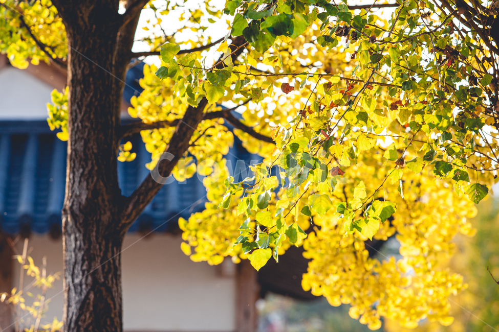 감성,식물,나무,tree,plant,treetrunk,잎,leaf,나무줄기,가을,계절,fall,autumn,season,나무,trees,wood