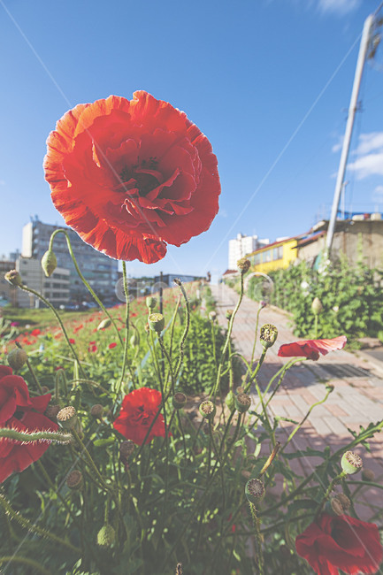 식물,자연,봄,꽃,양귀비,plants,nature,spring,flower,poppy