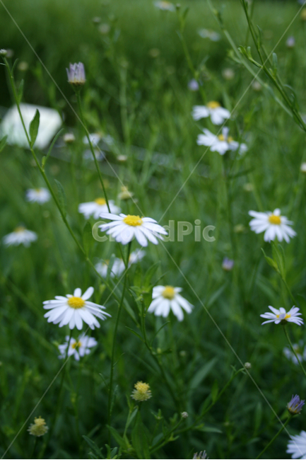 벌개미취,식물,flower,plants,nature,꽃,꽃봉오리,식물,자연,plants,nature,꽃,flower