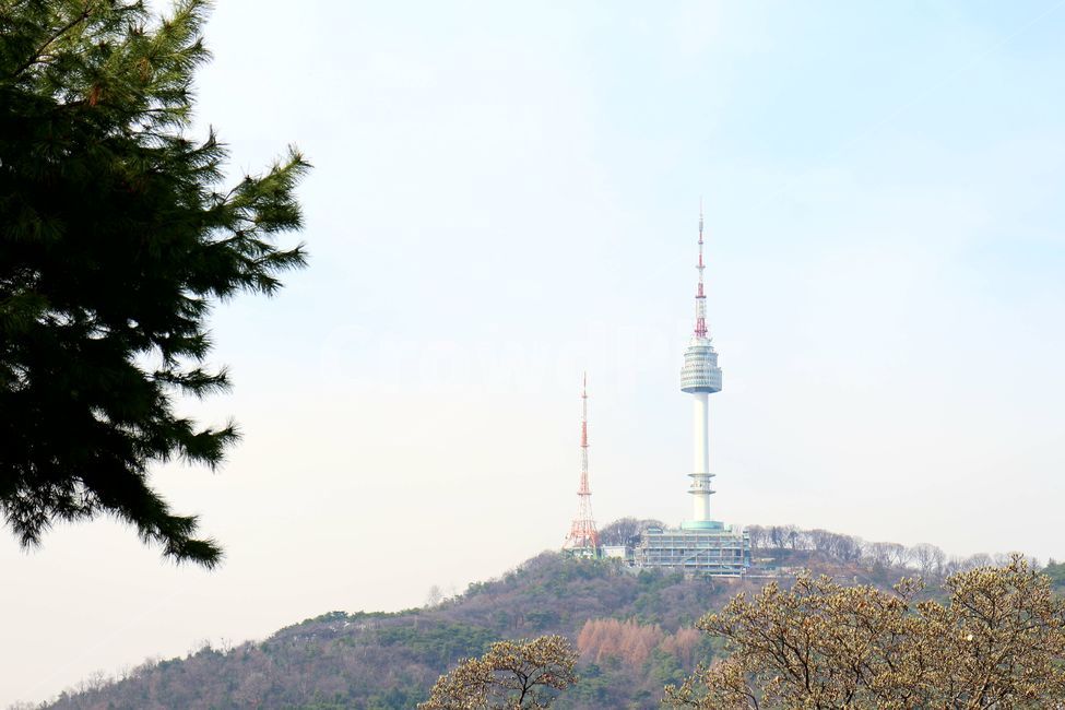 소나무,남산타워,남산,나무,가을,랜드마크,landmark,tourist attraction,한국랜드마크,한국관광지,한국명소,korea landmark,korea tourist attraction